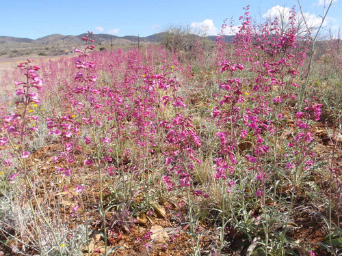 Arizona roadside blooms.